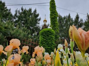 Ирисы, виноград и храм Ирисы, виноград и храм